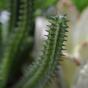 Euphorbia konstgjord kaktus 20 cm