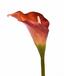 Konstgjord blomma Calla orange 55 cm