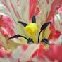 Konstgjord blomma Tulpan röd-vit 70 cm