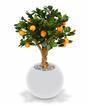 Konstgjord bonsai Citronapelsin 65 cm