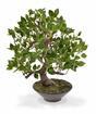 Konstgjord bonsai Fikus Wiandi 45 cm