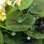 Konstgjord bukett Geranium ljusrosa 40 cm
