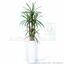 Konstgjord Dracena -växt fodrad med 140 cm