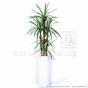 Konstgjord Dracena -växt fodrad med 140 cm