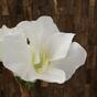 Konstgjord gren Amaryllis vit 55 cm