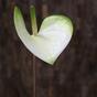 Konstgjord gren Anthurium vitgrön 55 cm