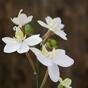 Konstgjord gren av orkidévit 60 cm
