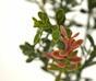 Konstgjord gren Buxus 45 cm
