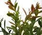 Konstgjord gren Buxus 45 cm
