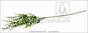 Konstgjord gren Buxus 60 cm
