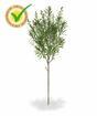 Konstgjord gren Crossostephium 45 cm