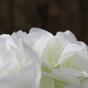 Konstgjord gren Hortensia vit 50 cm