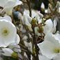Konstgjord gren Magnolia grädde 100 cm
