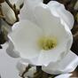 Konstgjord gren Magnolia grädde 100 cm