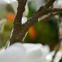 Konstgjord gren Magnolia grädde 100 cm