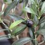 Konstgjord gren Olivträd med oliver 54 cm