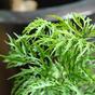 Konstgjord gren Polyscias fruticosa 50 cm