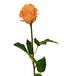 Konstgjord gren Rosa apelsin 52 cm