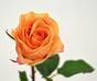 Konstgjord gren Rosa apelsin 52 cm