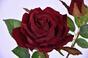 Konstgjord gren Rose burgundy 60 cm