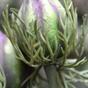 Konstgjord gren Svart-grön violett 55 cm