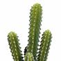 Konstgjord kaktus 52 cm