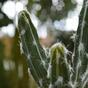 Konstgjord kaktus Tetragonus 35 cm