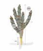 Konstgjord kaktus Tetragonus Brun 35 cm