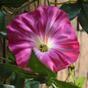 Konstgjord krans Petunia rosa 180 cm