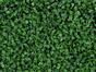 Konstgjord lövpanel Buxus - 50x50 cm