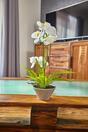 Konstgjord orkidévit med ormbunke 43 cm