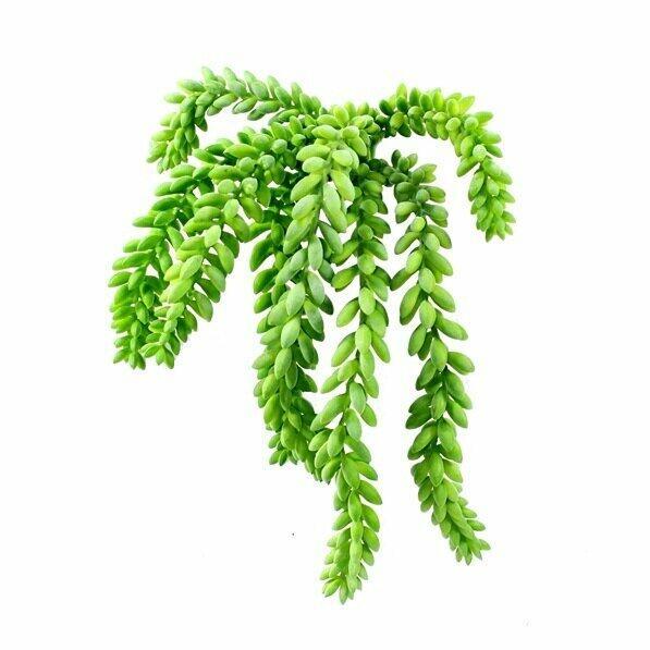 Konstgjord röra Morganov Stonecrop 25 cm