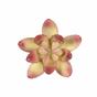 Konstgjord saftig lotus Crassula Capitella 10 cm