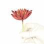 Konstgjord saftig lotus Eševéria vinröd 10,5 cm