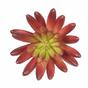 Konstgjord saftig lotus Eševéria vinröd 10,5 cm