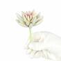 Konstgjord saftig lotus Esheveria vit 10,5 cm