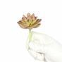 Konstgjord saftig lotus Graptopetalum 9,5 cm