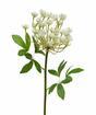 Konstgjord stam Dillkräm 55 cm