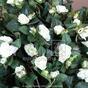 Konstgjord tendril Rose vit 70 cm