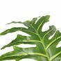 Konstgjord träd Philodendron 140 cm