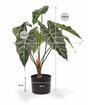 Konstgjord växt Allocasia Amazonica 60 cm