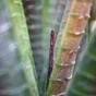 Konstgjord växt Aloe Vera 30 cm