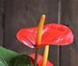 Konstgjord växt Anthurium röd 40 cm