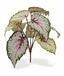 Konstgjord växt Begonia 25 cm