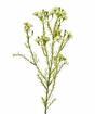 Konstgjord växt Chamelaucium uncinatum 65 cm