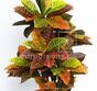Konstgjord växt Crotone 90 cm