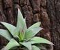 Konstgjord växt Haworthia 13 cm