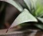 Konstgjord växt Haworthia 13 cm