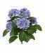 Konstgjord växt Hortensia blå 40 cm