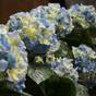 Konstgjord växt Hortensia blå 45 cm